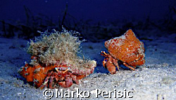 Hermit crabs on the move Calvi Corsica by Marko Perisic 